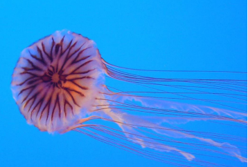 Morso di medusa